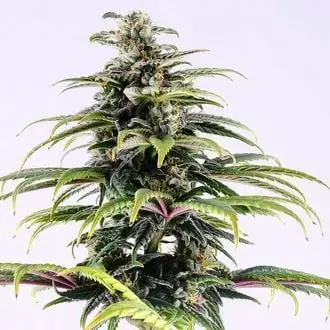 Auto CBG cannabis seeds by Kannabia