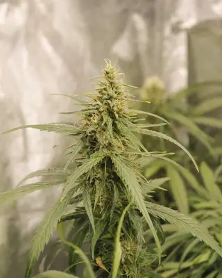 Auto Charlotte's Angel CBD cannabis seeds