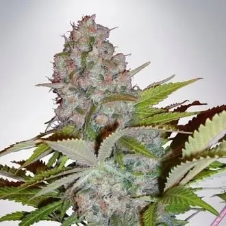 Auto Cheese NL cannabis seeds by Ministry of Cannabis