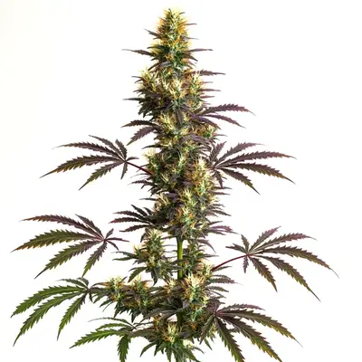 Auto CheeseCake x Gelato cannabis seeds by Blimburn Seeds