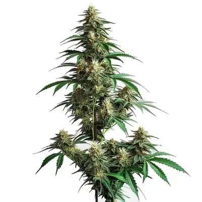Auto CheeseCake cannabis seeds by Blimburn Seeds