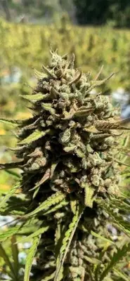 Auto CheeseSus Christ SuperStar cannabis seeds