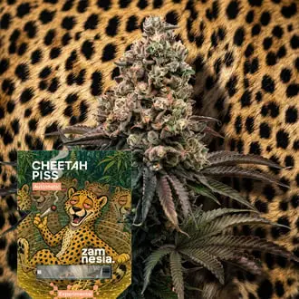 Auto Cheetah Piss cannabis seeds by Zamnesia Seeds