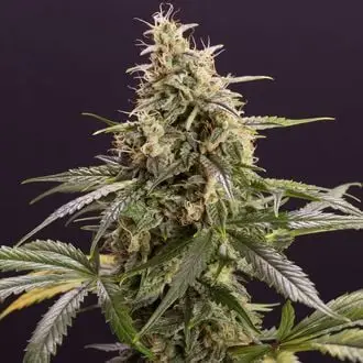 Auto Chem-Bomb cannabis seeds by Humboldt Seed Organization