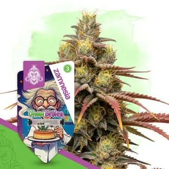 Auto Chem Brulee cannabis seeds by Zamnesia Seeds