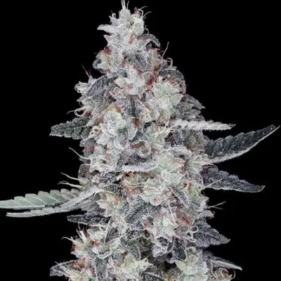 Auto CheMACal Romance cannabis seeds