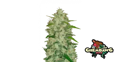 Auto Chemdawg cannabis seeds