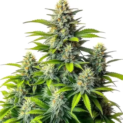 Auto Chemdog Diesel cannabis seeds