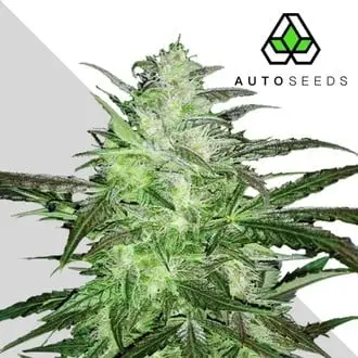 Auto Chemdog cannabis seeds by Auto Seeds