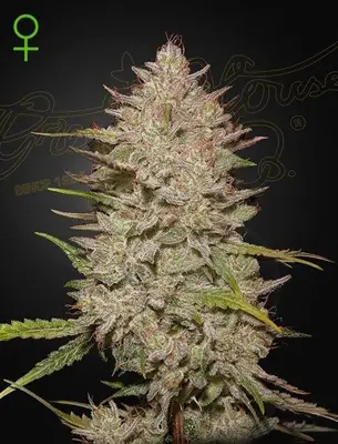 Auto Chemical Candy cannabis seeds