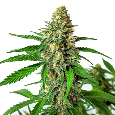 Auto Cherry Ak cannabis seeds by Blimburn Seeds