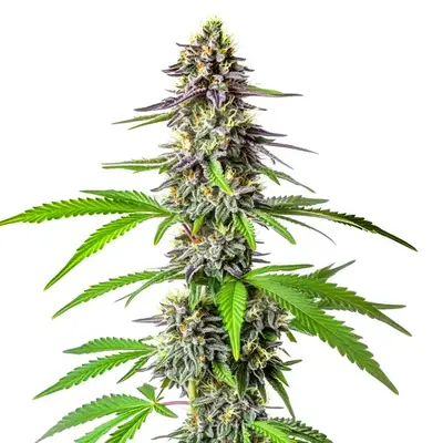 Auto Cherry Alien cannabis seeds by Blimburn Seeds