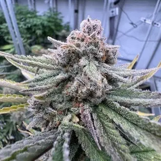Auto Cherry Cola Auto RF3 cannabis seeds
