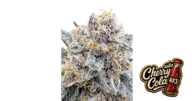 Auto Cherry Cola RF3 cannabis seeds