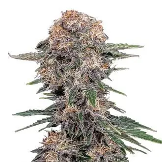 Auto Cherry Cola cannabis seeds by Fastbuds