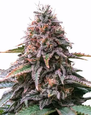 Auto Cherry Pie cannabis seeds