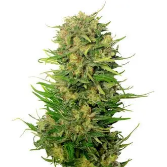 Auto Choco Kush cannabis seeds by Amsterdam Genetics