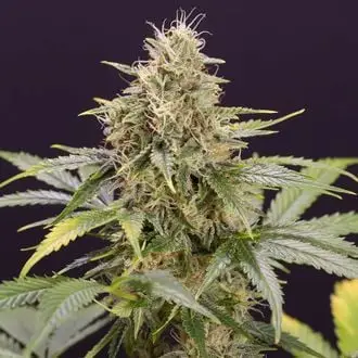 Auto Chocolate Mint OG cannabis seeds by Humboldt Seed Organization