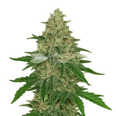 Auto Chocolope cannabis seeds