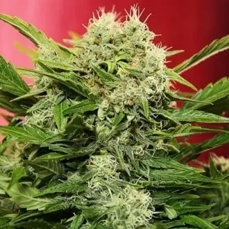 Auto Chronic Ryder cannabis seeds by Doctor's Choice