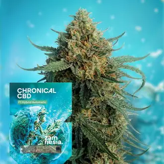Auto Chronical CBD 1:1 F1 cannabis seeds