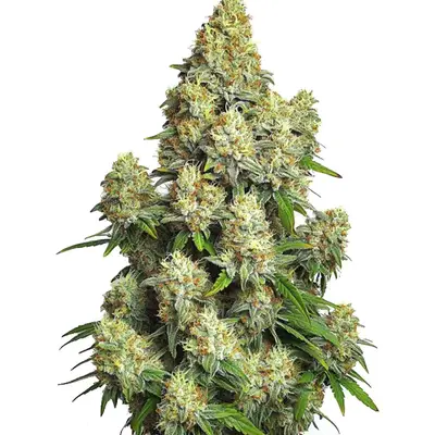 Auto Cinderella 99 cannabis seeds by Blimburn Seeds