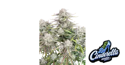 Auto Cinderella cannabis seeds