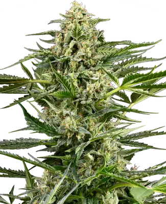 Auto Citrus Fuel cannabis seeds