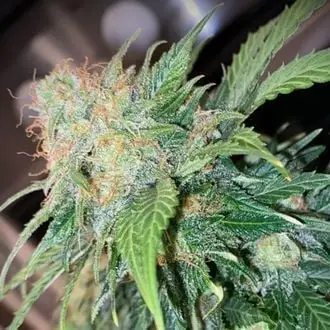 Auto Clementine Dream cannabis seeds by Zamnesia Seeds