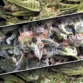 Auto Collection Pack 1 cannabis seeds by Paradise Seeds
