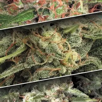 Auto Collection Pack 2 cannabis seeds by Paradise Seeds