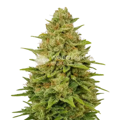 Auto Colombian Gold cannabis seeds