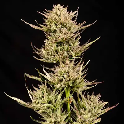 Auto Cookie Apple OG F1 cannabis seeds