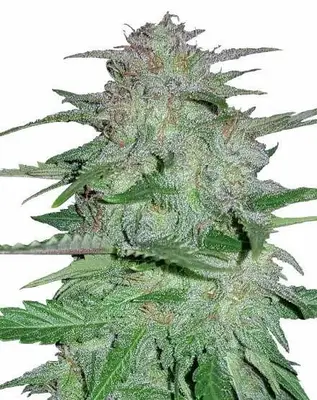 Auto Cookies and Cream cannabis seeds