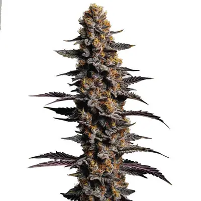 Auto Cookies Cream cannabis seeds
