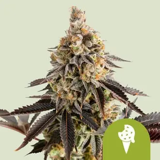 Auto Cookies Gelato cannabis seeds