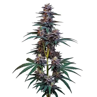 Auto Cookies x Berry cannabis seeds