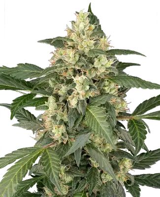 Auto Copenhagen Sour cannabis seeds