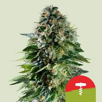 Auto Corkscrew cannabis seeds by Royal Queen Seeds