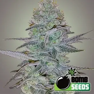 Auto Cosmic Bomb cannabis seeds by Bomb Seeds