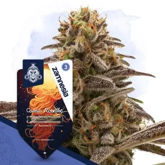 Auto Cosmic Noodles cannabis seeds by Zamnesia Seeds