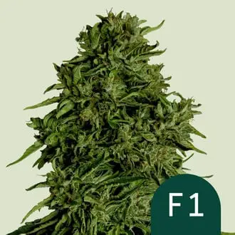 Auto Cosmos F1 CBD cannabis seeds