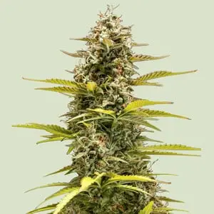 Auto Cosmos F1 cannabis seeds