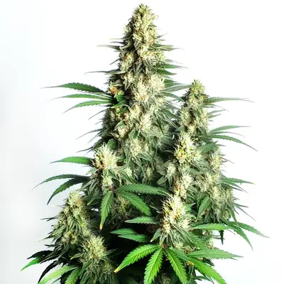 Auto Cream Candy cannabis seeds by Blimburn Seeds