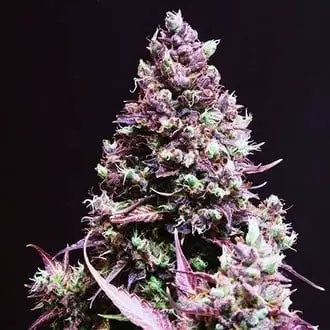 Auto Cream Caramel cannabis seeds by Sweet Seeds