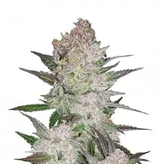 Auto Cream Cookies cannabis seeds by Fastbuds