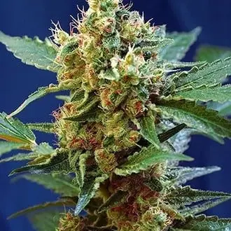 Auto Cream Mandarine XL cannabis seeds