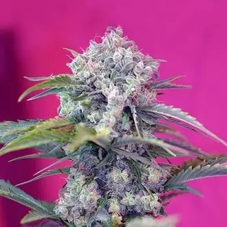 Auto Cream Mandarine cannabis seeds by Sweet Seeds