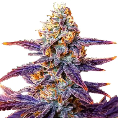 Auto Cream cannabis seeds by Blimburn Seeds