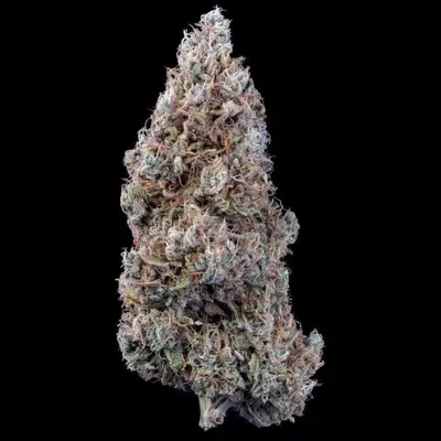 Auto Crème Bubbly cannabis seeds